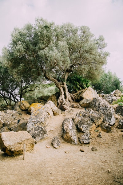 The gray rock on the tree
